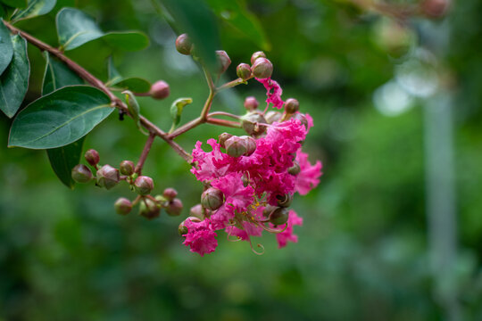 Lagerstroemia speciosa pink flowers in full bloom on home garden
