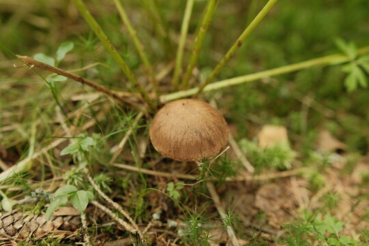 Little Brown Mushroom Fibrecap (Inocybe) &mdash; Wild Fungus Grass Radial Fibrous Cap Forest Floor