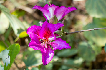 Bright Bauhinia purpurea orchid flower in full bloom © mssozib