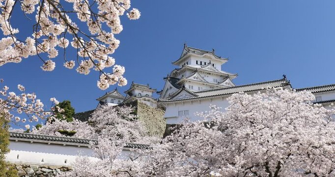 姫路城と桜