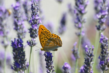 Silver-washed Fritillary butterfly (Argynnis paphia) sitting on lavender in Zurich, Switzerland © Janine