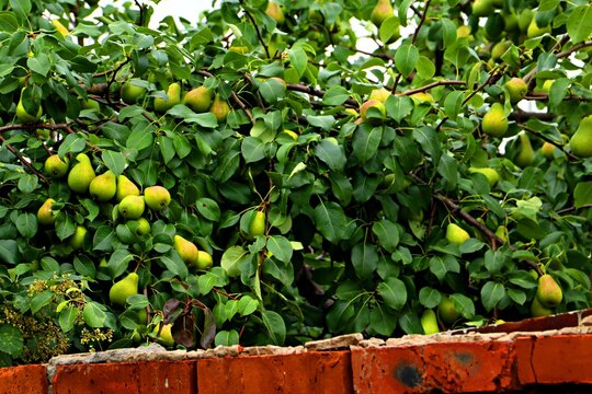 Ripe pears on the tree branches, a bountiful harvest of pears on the branches