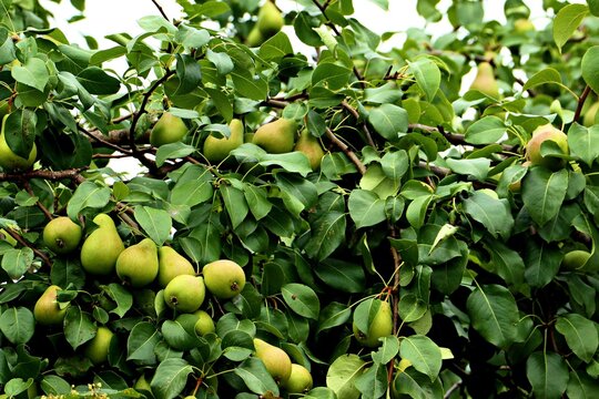 Ripe pears on the tree branches, a bountiful harvest of pears on the branches