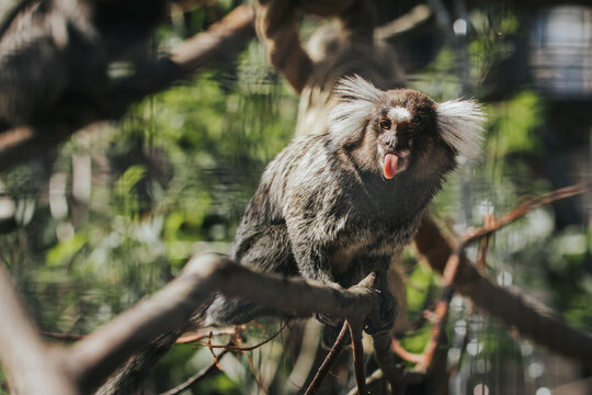 Marmoset monkey with distinctive white ear tufts sitting on a branch in a natural habitat, surrounded by green foliage and blurred background elements
