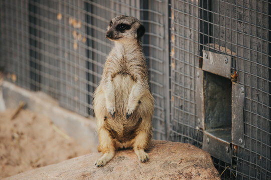 Meerkat standing upright on a rock inside a zoo enclosure, with a wire fence and sandy ground visible in the background
