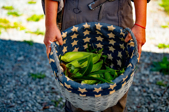 Basket of fresh husked corn carried by a person in gray overalls along a gravel country path, evoking harvest season, farm life, local food, and agricultural abundance.