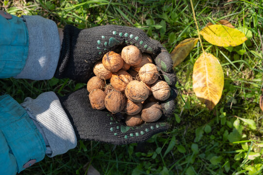 Hands hold a collection of walnuts gathered from the ground in an outdoor setting during autumn
