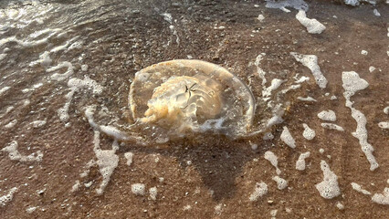 jellyfish on the beach © NT