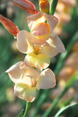 Fototapeta premium 夏の花