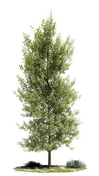 Isolated slender columnar tree featuring dense foliage, stone ground, and agave plants on a transparent background for digital landscape collages