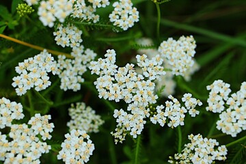 Close-up of small white flowers of yarrow, Achilléa millefólium © Ruslan