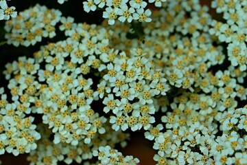 Close-up of small white flowers of yarrow, Achilléa millefólium © Ruslan