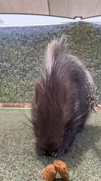 Porcupine Munching Food on Ground Close Up