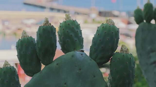 Close up of green opuntia ficus indica fruits growing on a cactus pad. A Mediterranean coastal landscape is visible in the background