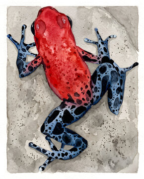 Blue Jeans Poison Dart Frog
