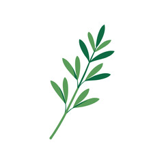Fototapeta premium Fresh green herb sprig vector illustration isolated on bright white background