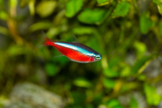 Cardinal tetra Paracheirodon axelrodi aquarium fish swimming alone on a green plants background.