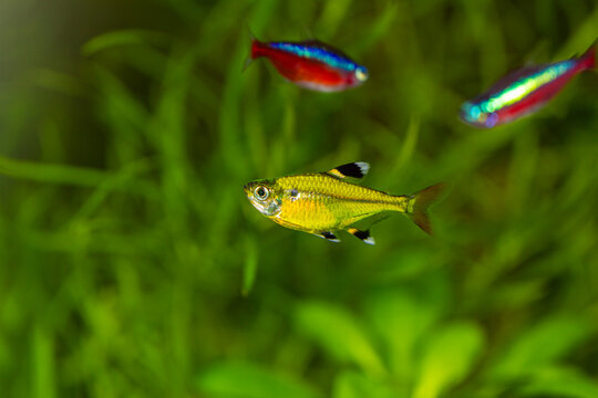 GloFish Pristella Tetra Pristella maxillaris Swimming in a Planted Aquarium