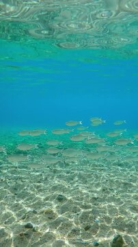 Shoal of Barred Flagtail fish swimming in blue water above sandy-stoned seabed on sunny day in sunshine. Striped flagfish or Five-stripped Flagfish (Kuhlia mugil) swim in sunlight