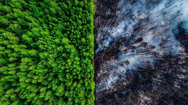 Comparaison entre for&ecirc;t verte  et for&ecirc;t ayant subie un incendie