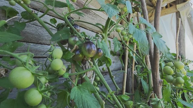 Bunches of unripe green and purple black tomatoes growing on a vine. Healthy organic vegetables in a rustic garden setting on a sunny day