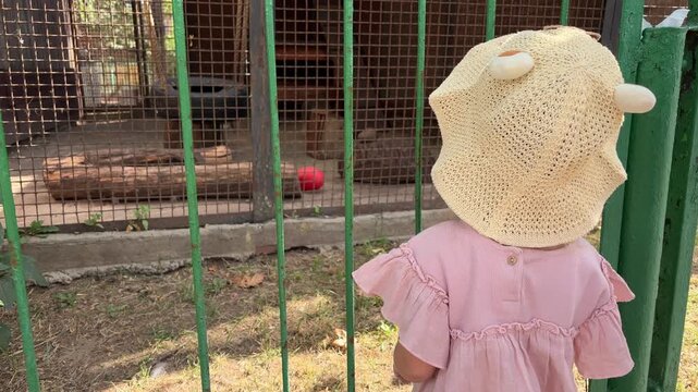 Young girl watching a raccoon inside a zoo enclosure, childhood curiosity, wildlife education, family outing, animal observation.