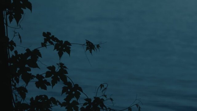 Silhouette of ivy leaves clinging to a tree trunk against a dim blue water surface
