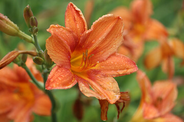 Fototapeta premium Blooming orange daylilies with raindrops, captured in close-up against the vibrant green backdrop of a summer garden. Landscape. Floral background featuring delicate summer flowers. Macro. Lilies. 