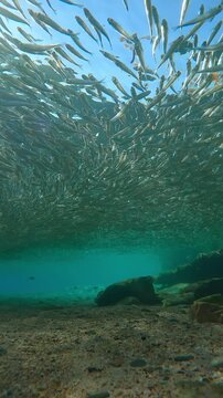 Huge, gray cloud of Hardyhead Silversides (Atherina) had formed in shallows at spawning run time. Sunshine vibrated through solid mass of small fish, backlighting them dramatically, with glare on lens