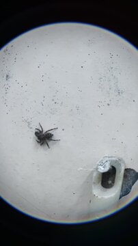 Jumping Spider Hunting and Catching Small Flying Insect on Wall