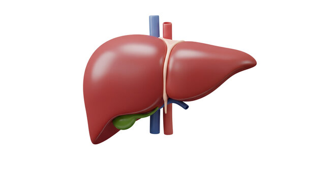 Human Liver 3D Render Anatomical Model for Medical Education and Healthcare Concepts
