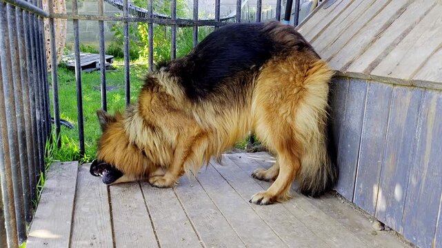 Video clip showing a long-haired German Shepherd nervously eating and chewing a raw pig leg while standing on a wooden deck inside an outdoor dog kennel in daylight.