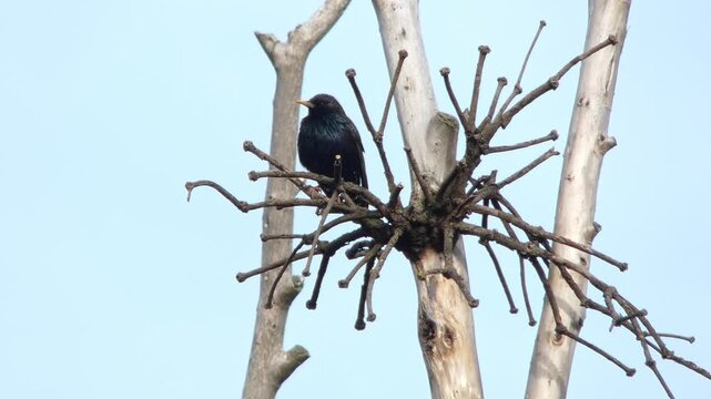 Black songbird common starling Sturnus vulgaris sitting in dry branch structure then taking off into sky, natural lighting. Vitality and Departure.