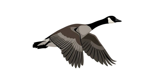 Flying Canadian goose vector illustration isolated on white
