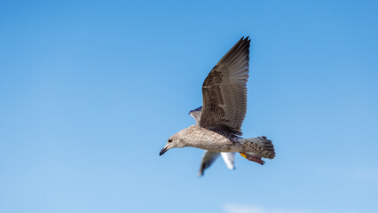 Obraz premium Two seagulls soaring high in clear blue sky, close up on young mottled bird with bright yellow tag on its leg.