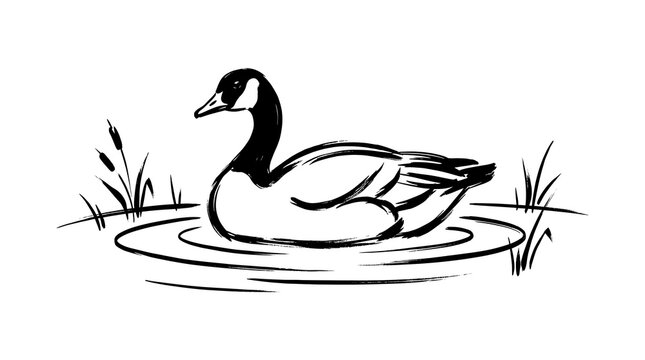 Hand drawn canadian goose vector illustration of bird on water