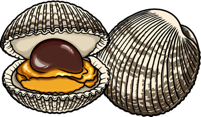 Cockle © AhramPark