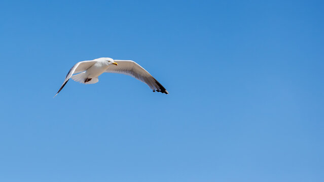 Single adult white seagull with yellow beak gliding in clear blue sky with open wings arched downwards.