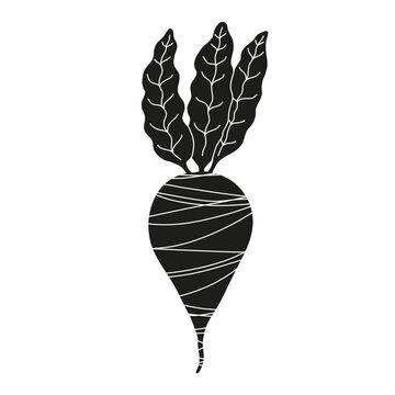 Sugar beet vegetable black silhouette vector icon isolated on white background. Turnip radish hand drawn textured engraving illustration for kitchen menu design, farm market, logo, sign, label