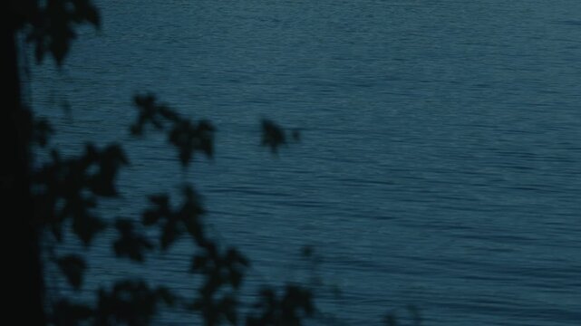 Silhouette of ivy leaves clinging to a tree trunk against a dim blue water surface
