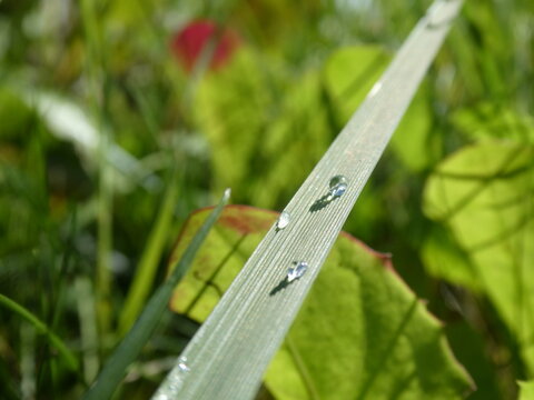 drops of rain in the leaf