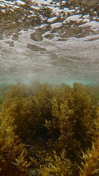 Large, foaming wave sweeping on dense brown Sargassum gulfweed on shallow reef, leaving behind trail of tiny air bubbles floats above algae. Underwater scene with seaweed swaying under storm waves