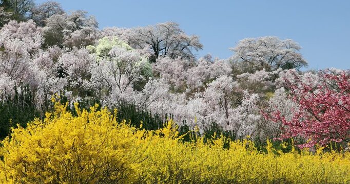 白石川堤一目千本桜