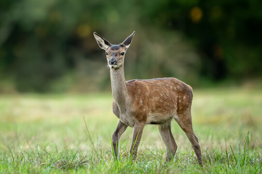 Jeune cerf &eacute;laphe au pelage tachet&eacute; dans une prairie verdoyante
