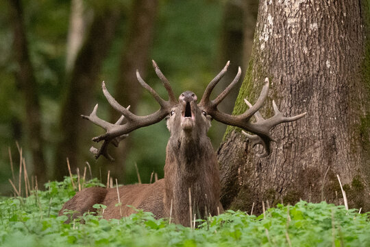 Cerf &eacute;laphe m&acirc;le bramant, allong&eacute; au pied d'un arbre pendant le rut