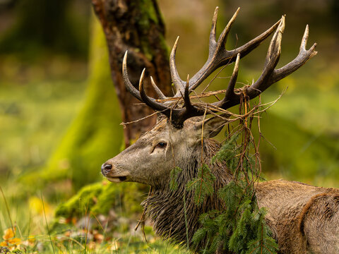 Portrait de profil d'un cerf &eacute;laphe m&acirc;le aux bois orn&eacute;s de v&eacute;g&eacute;tation