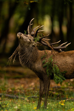 Cerf &eacute;laphe m&acirc;le bramant, ramure par&eacute;e de branchages, saison du brame