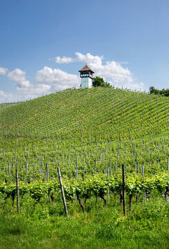 Vineyard on Lake Constance
