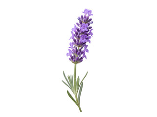 Obraz premium Lavender Flower Sprig Isolated on Transparent Background