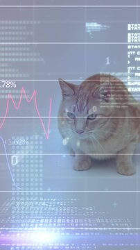 Animation of data processing over white background and cat